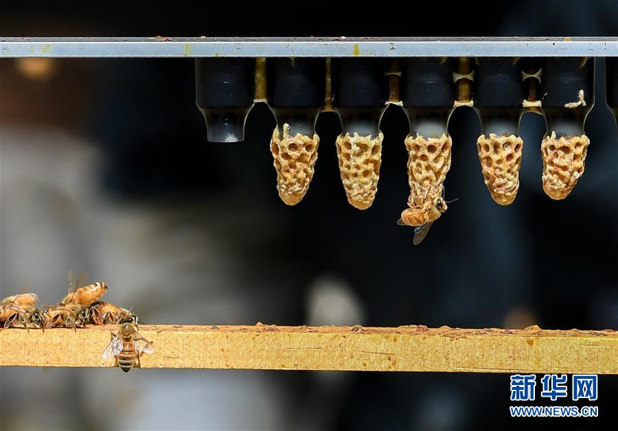 （第三屆進(jìn)博會&middot;圖文互動(dòng)）（9）通訊：新西蘭的進(jìn)博會味道，甜